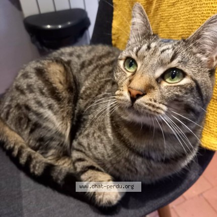Photo de chat perdu à Bois Guillaume