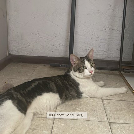 Photo de chat trouvé à Saint Louis