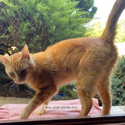 Photo de chat trouvé à Descartes