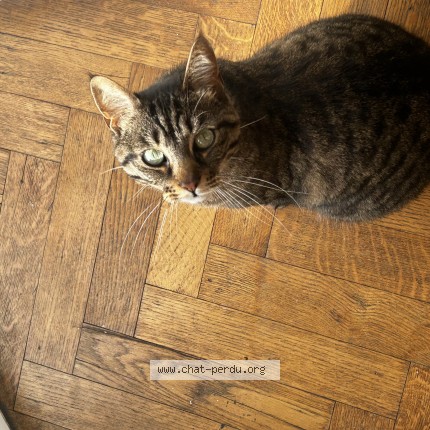 Photo de chat perdu à Liege