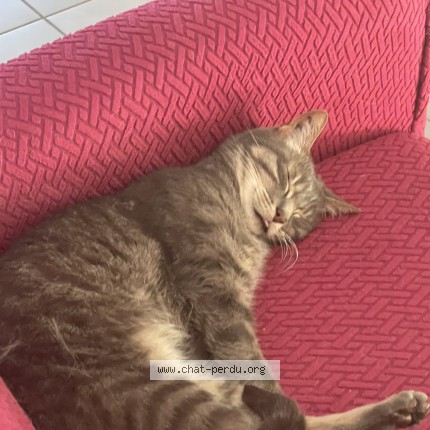 Photo de chat perdu à Largeasse