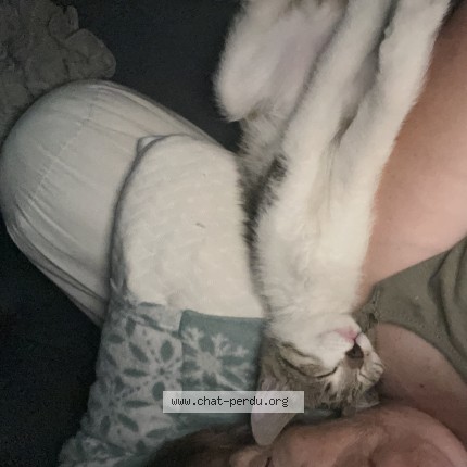 Photo de chat perdu à Floirac