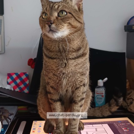 Photo de chat perdu à Paris