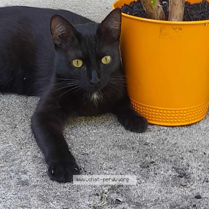 Photo de chat perdu à Pouilly Sur Loire
