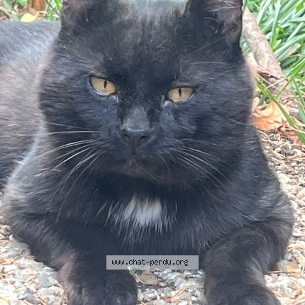 Photo de chat trouvé à Palaiseau