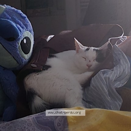 Photo 1/1 Princesse Chat perdu à Domfront En Poiraie