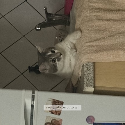 Photo 1/1 Potter Chat perdu à Aytre