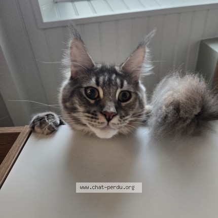 Photo de chat perdu à Le Mans