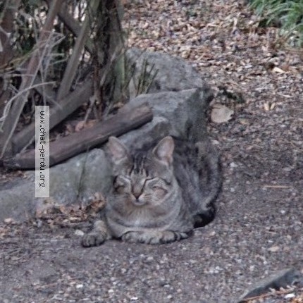 Photo 1/1 Chat trouvé Trouvé à Angers