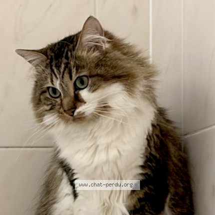 Photo de chat perdu à Rennes