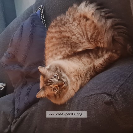 Photo 1/1 flocon Chat perdu à Sainte Tulle