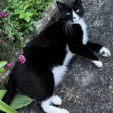 Oreo
