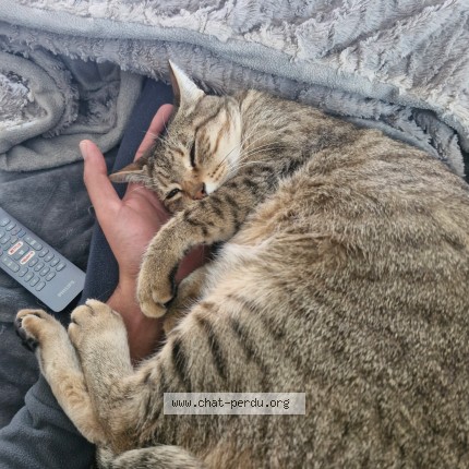 Photo de chat perdu à Lamillarie Lieu Dit La Mestrie