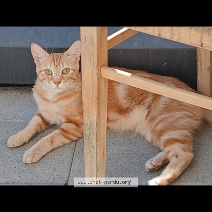 Photo 1/1 billy Chat perdu à Anderlecht