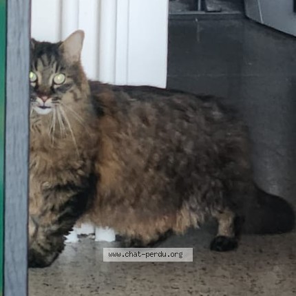 Photo de chat perdu à Saint Etienne