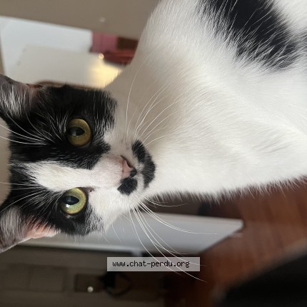 Photo de chat perdu à Mauguio