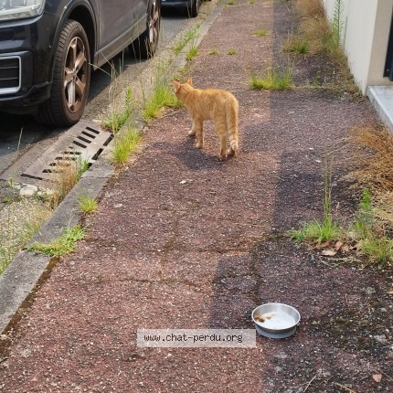 Photo de chat trouvé à Merignac