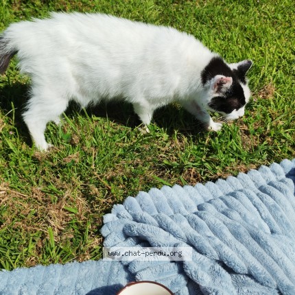 Photo de chat perdu à Freigne