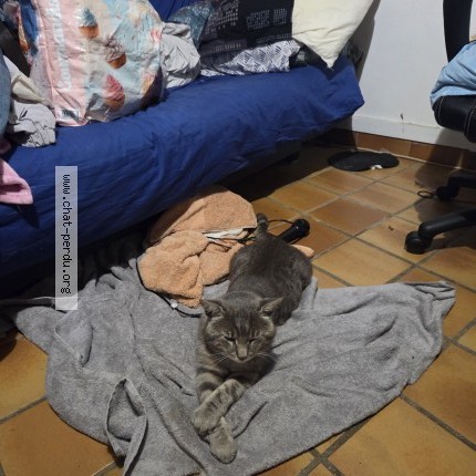 Photo 1/1 Chat retrouvé Perdu à Dampmart
