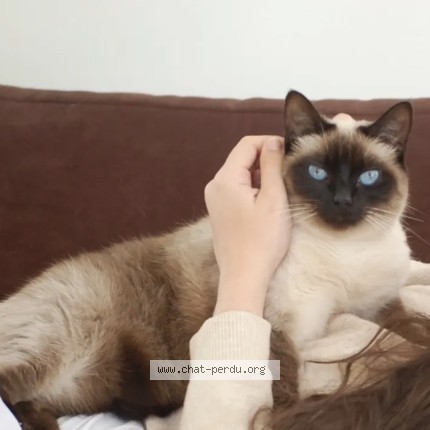 Photo de chat perdu à Dax