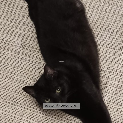 Photo de chat perdu à Ambon