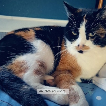 Photo de chat perdu à Crisolles