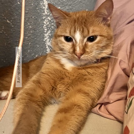 Photo 1/1 Chat retrouvé Perdu à Perpignan