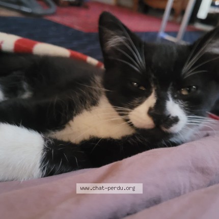Photo de chat perdu à Douarnenez