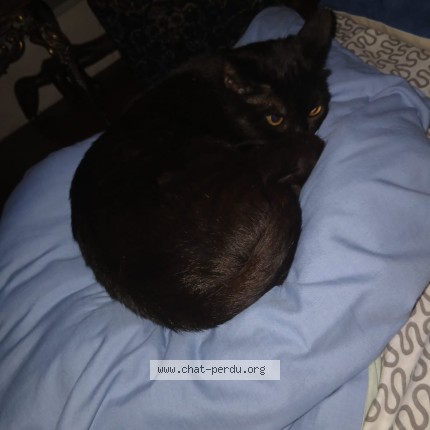 Photo de chat perdu à Marseille