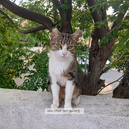 Photo 1/1 Chat trouvé Trouvé à Narbonne Plage