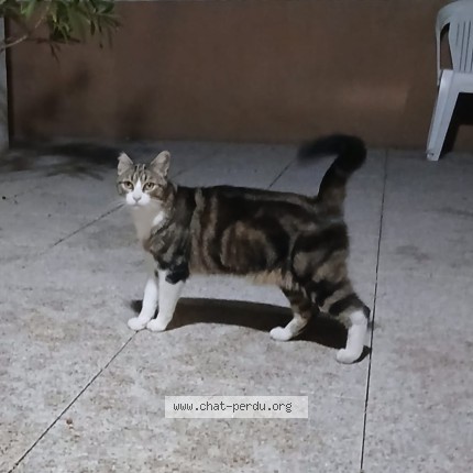Photo 1/1 Chat trouvé Trouvé à Narbonne Plage