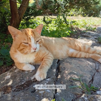 Photo de chat trouvé à Damerey