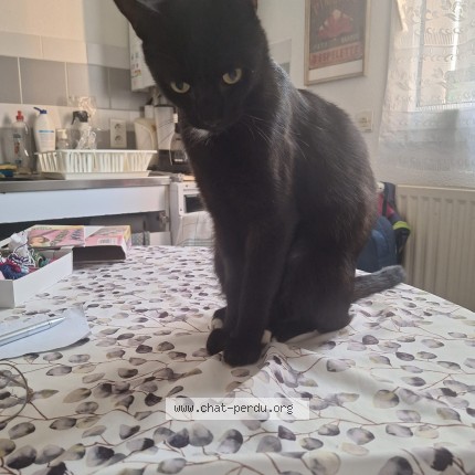 Photo de chat perdu à Ambares Et Lagrave