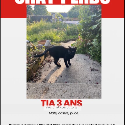 Photo de chat perdu à Tauxigny Saint Bault