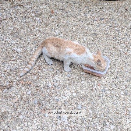 Photo de chat trouvé à Saint Georges D Orques