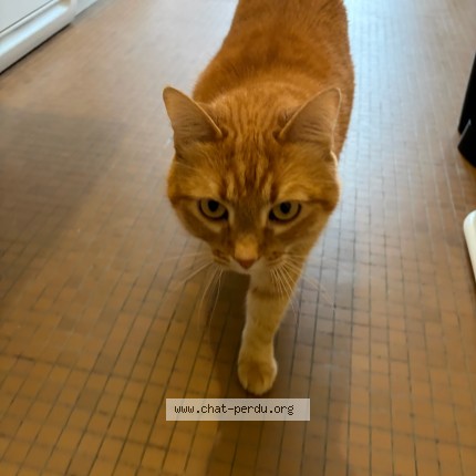 Photo 1/1 Chat retrouvé Perdu à Toulouse