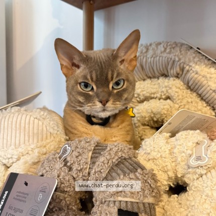 Photo 3/4 Henri Chat perdu à Ixelles Bruxelles