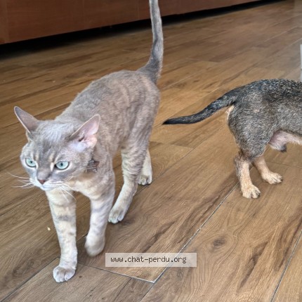 Photo 4/4 Henri Chat perdu à Ixelles Bruxelles