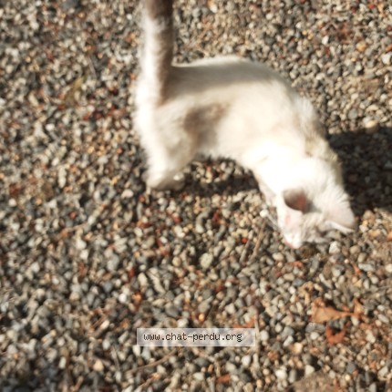 Photo de chat trouvé à Andouille