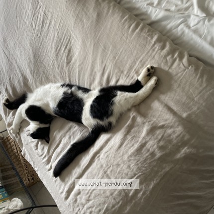 Photo de chat perdu à Pignan