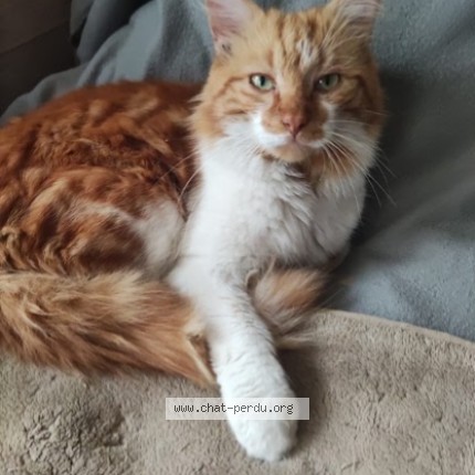 Photo 1/1 Roucky Chat perdu à Eaubonne