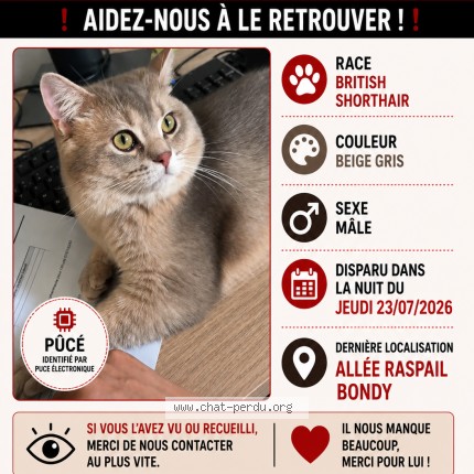 Photo 1/1 Chat retrouvé Perdu à Bondy