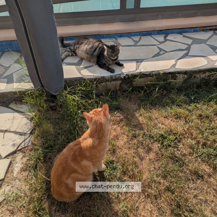 Photo de chat perdu à Villenave D Ornon