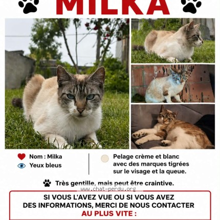 Photo 1/1 milka Chat perdu à Quaregnon