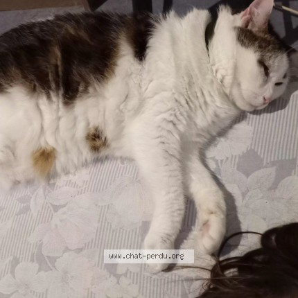 Photo de chat perdu à Roubaix