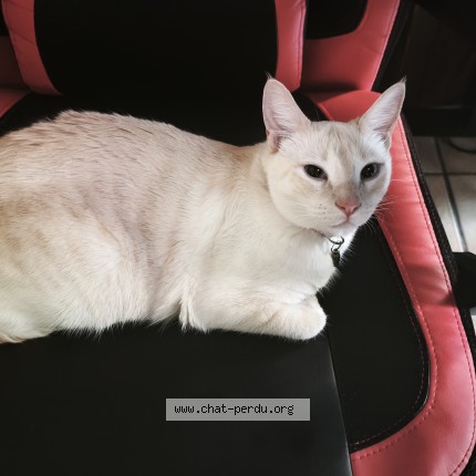 Photo 1/1 Yoshi Chat perdu à Toulouse