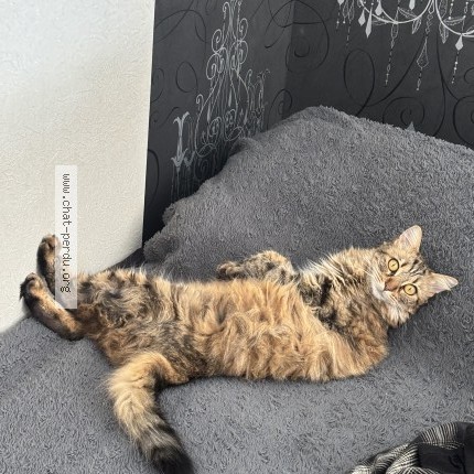 Photo 1/1 Chat retrouvé Perdu à Dijon