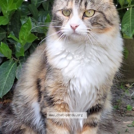 Photo 1/1 molly Chat perdu à Varennes Le Grand