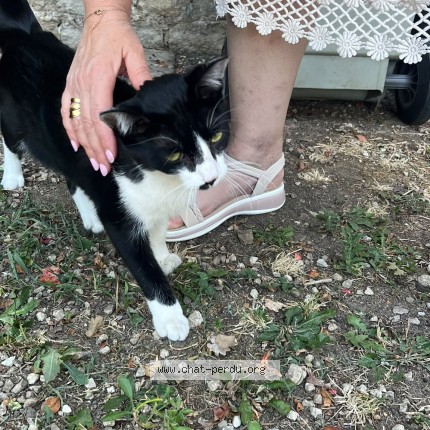 Photo 1/1 Chat trouvé Trouvé à Lons Le Saunier