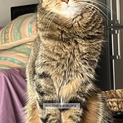 Photo de chat perdu à Annecy